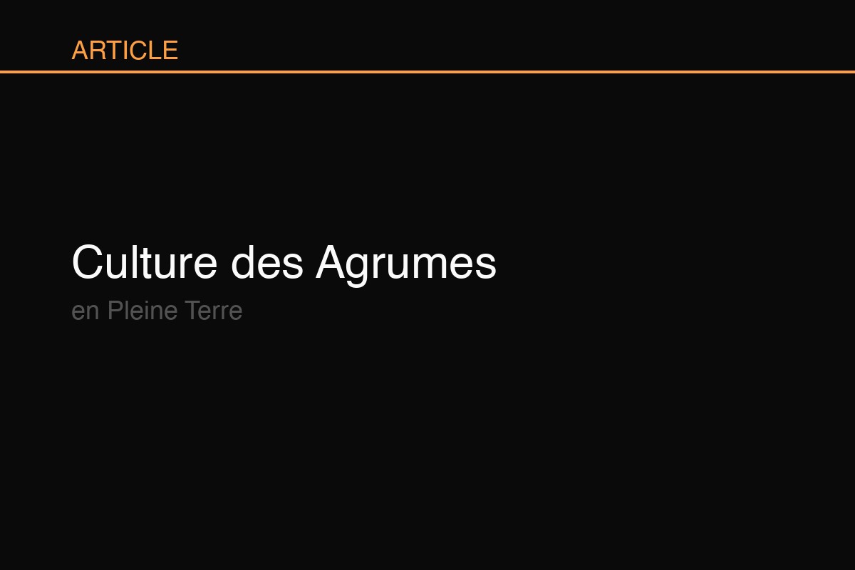 Culture des Agrumes en Pleine Terre : Guide Complet